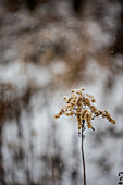 Hoarfrost on goldenrod seed head