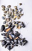 An arrangement of mussels and clams