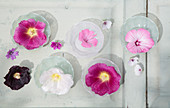 Hollyhock, mallow and marsh mallow flowers in glass dishes