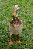 duck standing in a meadow