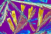 Oxalic acid crystals, light micrograph