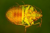 Bed bug, light micrograph