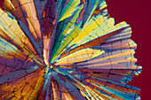 Liqueur, polarised light micrograph