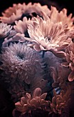 Chrysanthemum sp. flowers, infrared image