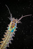 Juvenile ragworm, polarised light micrograph