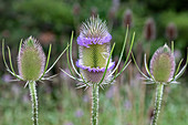 Teasel (Dipsacus sylvestris)