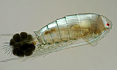 Calanoid copepod with eggs, light micrograph