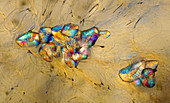 Pear fruit stone cells, light micrograph