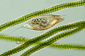 Trichocerca rotifer and desmids, light micrograph