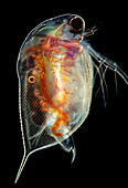 Daphnia water flea, light micrograph