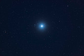 Small Dog Star in Canis Minor