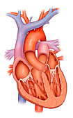 Heart anatomy, illustration