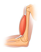 Upper arm anatomy, illustration