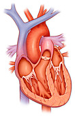 Heart anatomy, illustration