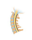 Cervical spine, illustration