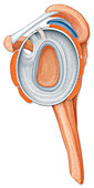 Shoulder joint, illustration