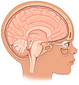 Child's head anatomy, illustration