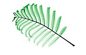 Persian silk tree twig (Albizia julibrissin), X-ray