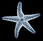 Sugar starfish, X-ray