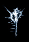Troschel's murex shell, X-ray