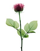 Pink rose (Rosa centifolia), X-ray