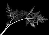 Cow parsley leaves (Anthriscus sylvestris), X-ray