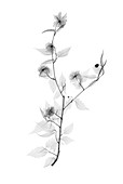 Japanese rose (Kerria japonica), X-ray