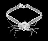 Long arm cancer crab, X-ray