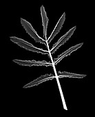 Honey bush (Melianthus major), X-ray