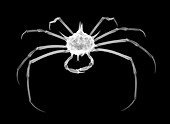 Spider crab, X-ray