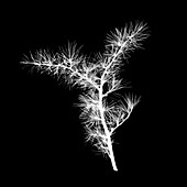 Fir twig (Pseudotsuga menziesii), X-ray