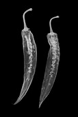 Chilies (Capsicum annuum), X-ray