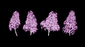 Lilacs (Syringa vulgaris), X-ray