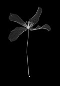 Clematis (Clematis montana) , X-ray