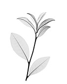 Green tea plant (Camellia sinensis), X-ray