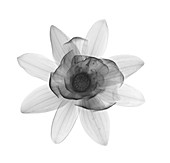 Water lily (Nymphaea odorata), X-ray