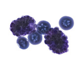 Blackberries and blueberries, X-ray