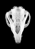 Animal skull, X-ray