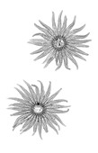 Two sunflower seastar starfish, X-ray