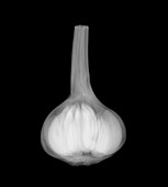 Garlic bulb, X-ray
