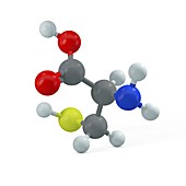 Cysteine molecule, illustration