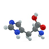 Histidine molecule, illustration
