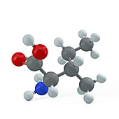 Isoleucine molecule, illustration