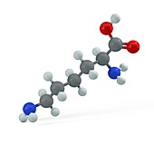 Lysine molecule, illustration