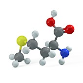 Methionine molecule, illustration