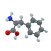 Phenylalanine molecule, illustration