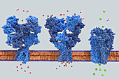 NMDA, AMPA and GABA receptors, illustration