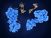 Calcium-binding protein molecule, illustration