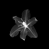 Lily flower (Lilium sp.), X-ray