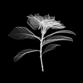Magnolia flower, X-ray